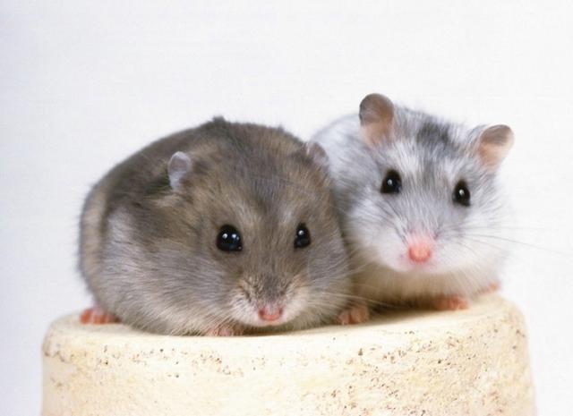 词语甄选：“正中下怀”是指哪个生肖动物|打猜一最佳经典生肖成语解说落实