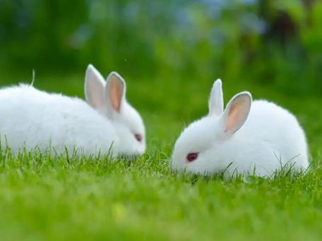 鸱目虎吻指的什么生肖，最新解释落实