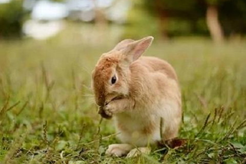 谜底作答:"一面如旧"是什么生肖打一最佳准确生肖,精选成语解释释义