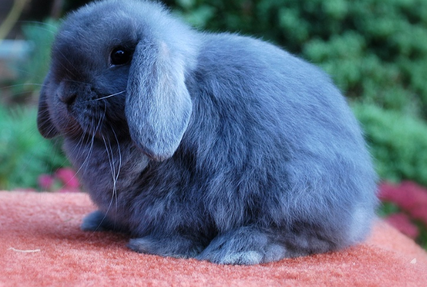 “鸣锣开道”是什么生肖|代表什么生肖|成语文化解析释